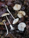 Entoloma formosum image