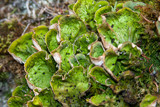 Peltigera aphthosa image