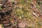 Dibaeis absoluta image