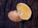 Crepidotus crocophyllus image