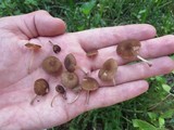 Pluteus podospileus image
