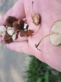 Pluteus podospileus image
