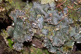 Peltigera elisabethae image
