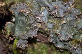 Peltigera elisabethae image