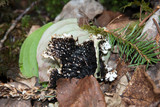 Peltigera elisabethae image