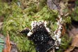 Peltigera elisabethae image