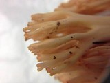 Ramaria botrytoides image