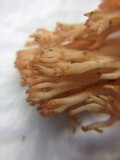 Ramaria botrytoides image