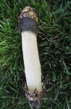 Phallus ravenelii image