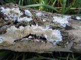 Irpex lacteus image