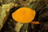 Humidicutis marginata image