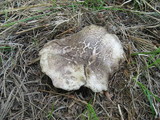 Sarcodon calvatus image