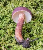 Gyroporus purpurinus image
