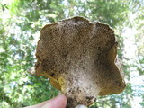 Sarcodon calvatus image