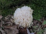 Ramariopsis kunzei image