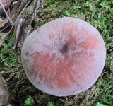Lactarius volemus image