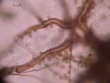 Bovista plumbea image