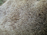 Sarcodon calvatus image