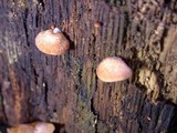 Crepidotus crocophyllus image