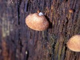 Crepidotus crocophyllus image