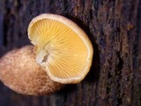Crepidotus crocophyllus image