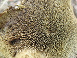 Sarcodon calvatus image
