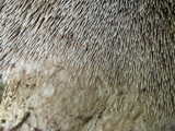 Sarcodon calvatus image