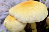 Alboleptonia ochracea image