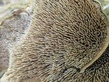 Sarcodon calvatus image