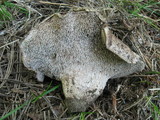 Sarcodon calvatus image