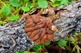 Hypocreopsis lichenoides image