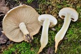 Hemipholiota populnea image