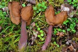 Gyromitra infula image
