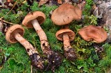 Cortinarius armillatus image