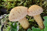 Pholiota squarrosa image