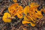 Sowerbyella rhenana image