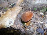 Gyroporus castaneus image