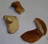 Gyroporus castaneus image