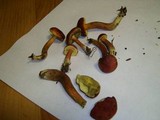 Boletochaete bicolor image