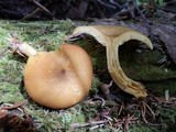 Tricholomopsis decora image
