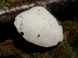 Tyromyces chioneus image