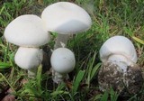 Amanita suballiacea image