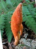 Cordyceps militaris image