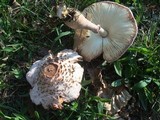 Leucoagaricus americanus image