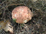 Boletus rex-veris image