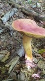 Boletus miniato-olivaceus image