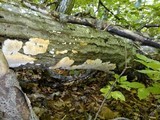 Sarcodontia pachyodon image