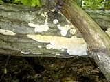 Sarcodontia pachyodon image