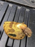 Boletus rubripes image