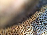Boletus rubripes image